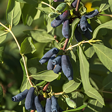 Основное изображение товара