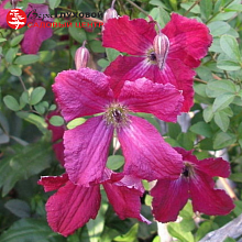 Основное изображение товара