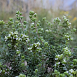 Тимьян лимоннопахнущий  