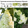 Гортензия метельчатая "Меджикал Мунлайт" на фото