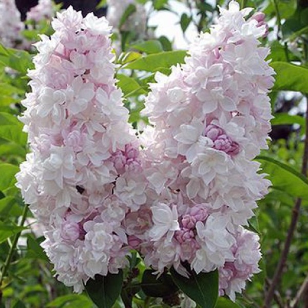 Основное изображение товара