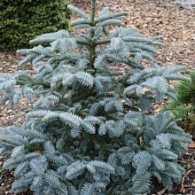 Основное изображение товара