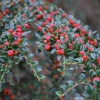 Кизильник горизонтальный (Cotoneaster horizontalis) 30-40 С5 ПК/24