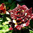 Роза флорибунда 