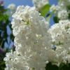 Сирень обыкновенная (Syringa vulgaris) Маленький принц С3 СП/25