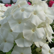 Основное изображение товара