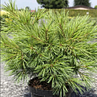 Сосна Веймутова  