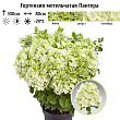 Гортензия метельчатая 
