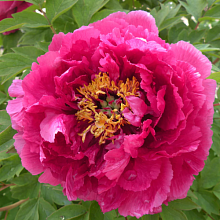 Основное изображение товара