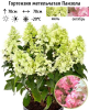Гортензия метельчатая (Hydrangea paniculata) Панзола С3 РАст/24