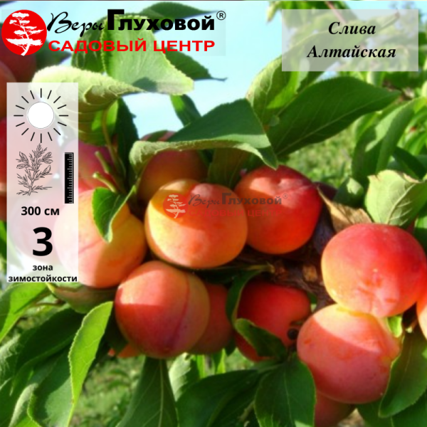 Слива Алтайская юбилейная (ранний сорт)