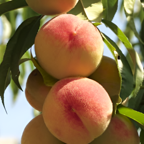 Основное изображение товара