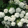 Спирея березолистная (Spiraea betulifolia) Тор 25-30 С3 БАл/25