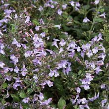 Основное изображение товара