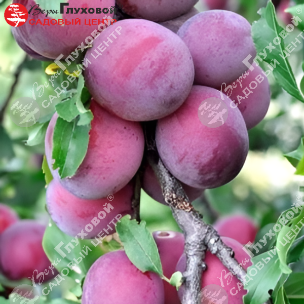 Алыча "Кубанская комета" на фото