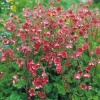 Гравилат речной (Geum rivale) Леонардс Вариети С2 НСп/26