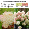 Гортензия метельчатая (Hydrangea paniculata) Литтл Лав 2-3вет ОКС СП/25