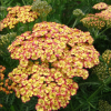 Тысячелистник обыкновенный (Achillea millefolium) Триколор С2 ГлХ/26