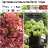 Гортензия метельчатая (Hydrangea paniculata) Петит Черри  С7,5 СП/26