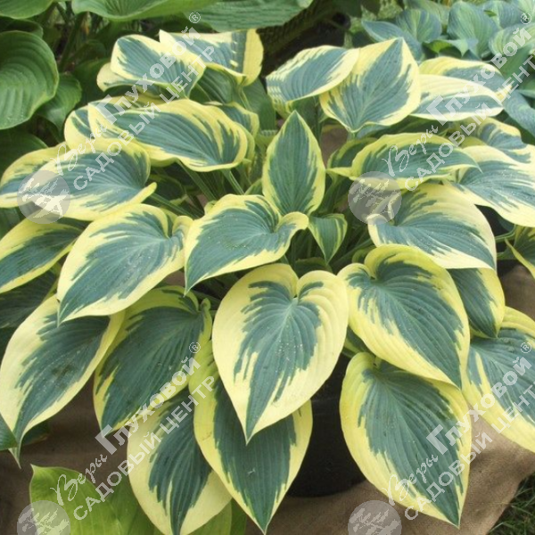 Хоста "Отем Фрост" на фото