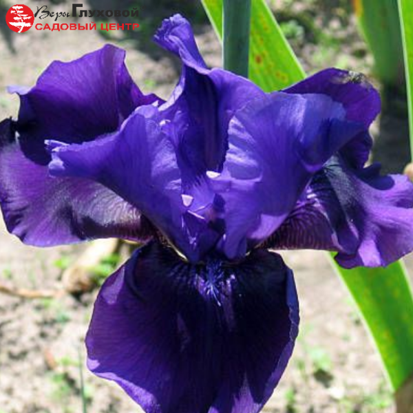 Основное изображение товара