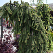 Ель обыкновенная 