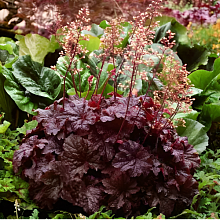 Основное изображение товара