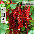 Смородина красная 