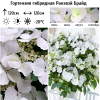Гортензия гибридная (Hydrangea hybrid) Ранэвэй Брайд С3,6 БдН/24
