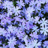 Флокс шиловидный (Phlox subulata) Эмералд Кушон Блю С1,5 РАг/26