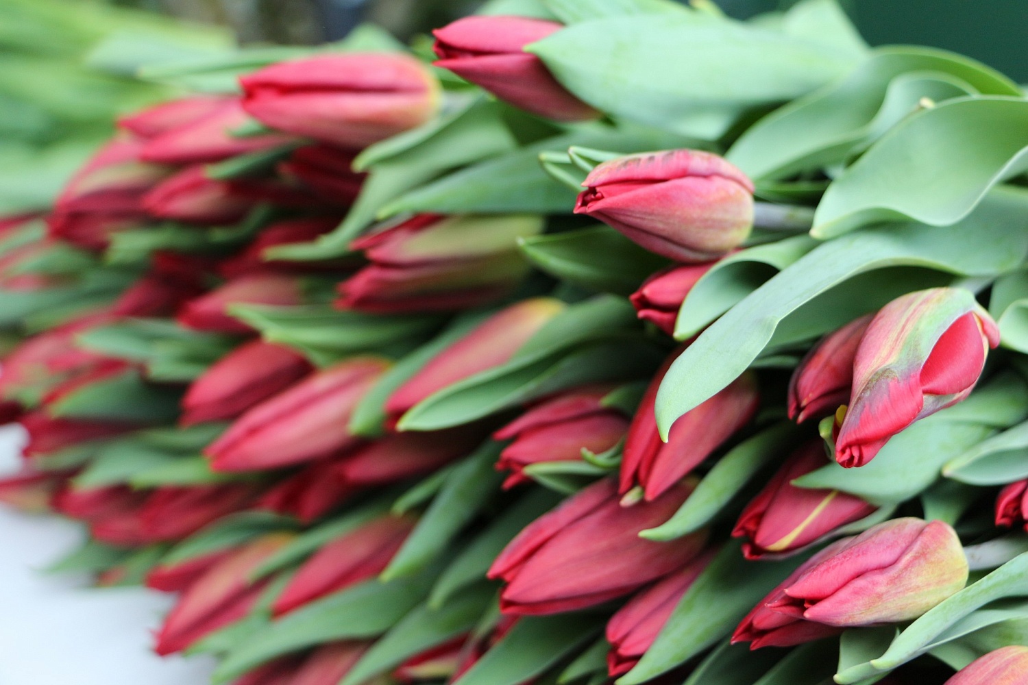 Дорогие друзья!