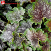 Гейхера американская (Heuchera americana) Марвелос Марбл С3 ГлХ/23