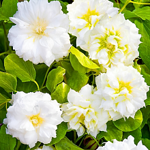 Основное изображение товара