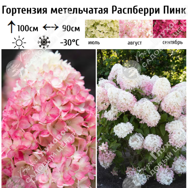 Гортензия метельчатая "Распберри Пинк" на фото