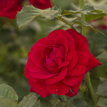 Основное изображение товара