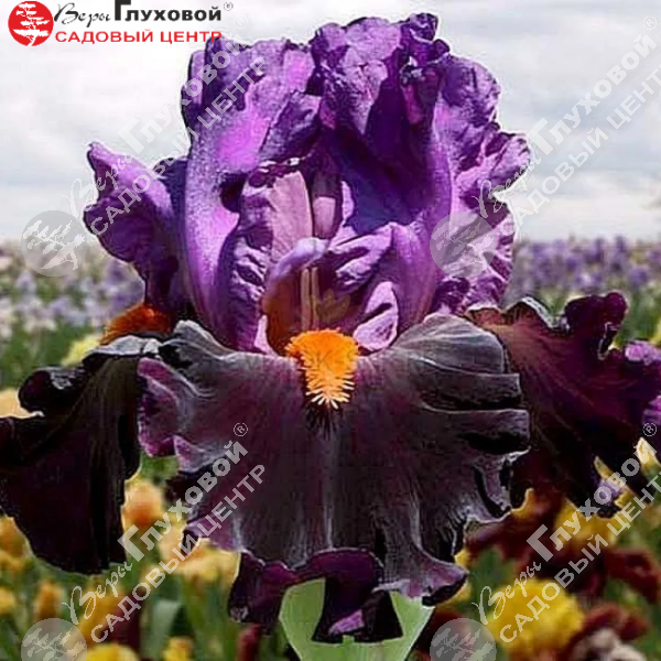 Ирис бородатый высокий Sharp Dressed Man на фото