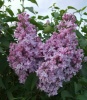 Сирень обыкновенная (Syringa vulgaris) Серебряные звезды С3 СП/25