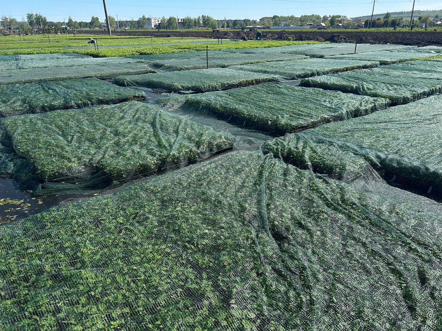 Будни питомника