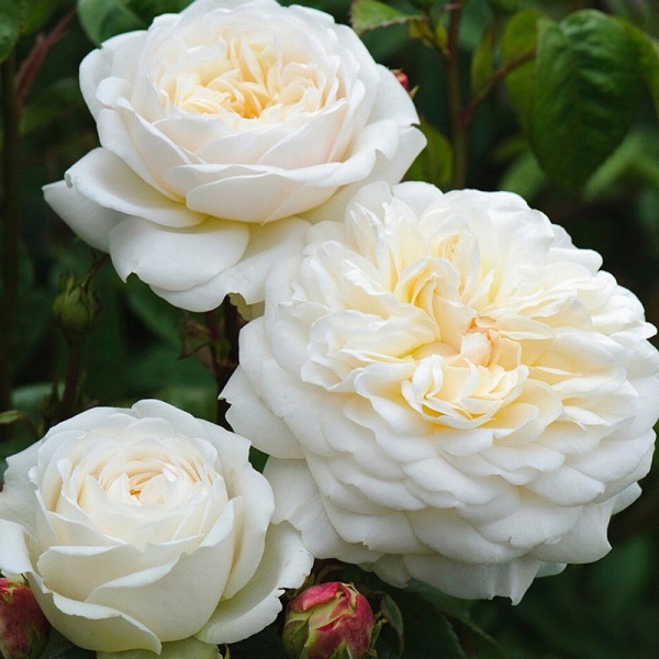 Основное изображение товара