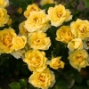 Роза миниатюрная "Yellow Fairy" на фото