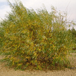 Ива гибрид Шабурова 