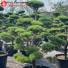 Основное изображение товара