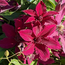 Основное изображение товара