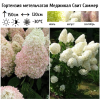 Гортензия метельчатая (Hydrangea paniculata) Меджикал Свит Саммер 2-3вет ОКС СП/25