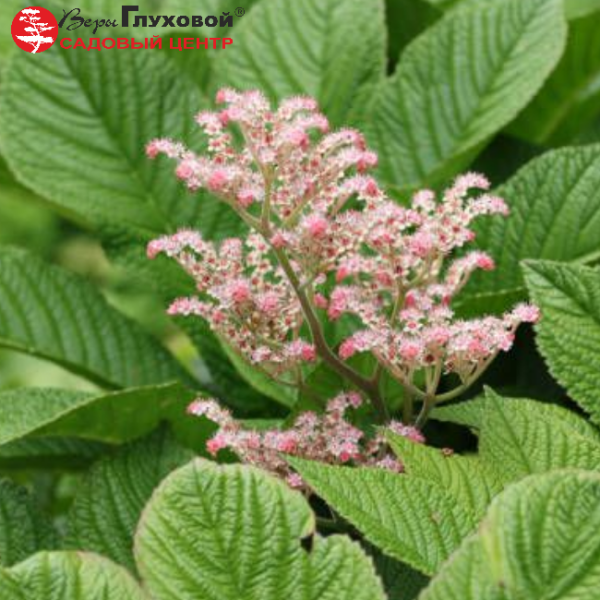 Основное изображение товара