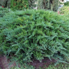 Можжевельник казацкий "Тамарисцифолия" на фото