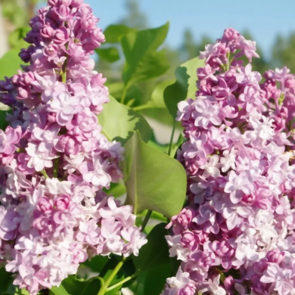 Основное изображение товара