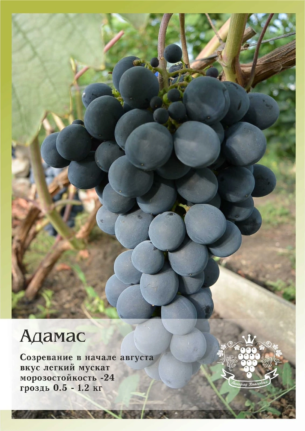 Приглашаем жителей Самары на ДЕНЬ ВИНОГРАДА