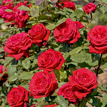 Основное изображение товара