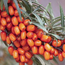 Основное изображение товара